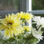 Centre de table Daisy