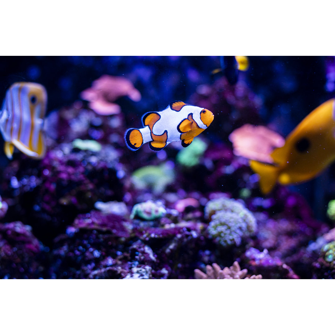 Clownfisch im Aquarium von Adamkaz - Kunstdrucke auf Leinwand