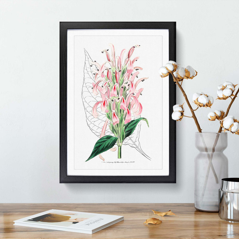 Pink Justicia Flowers - Framed Print, 36cm H x 27cm W x 2cm D, Black Framed