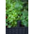 Kenyen Stylish Raised Garden Bed with Self-Watering and Drainage System Elevated Raised Planter for Backyard Patio Balcony-955891401