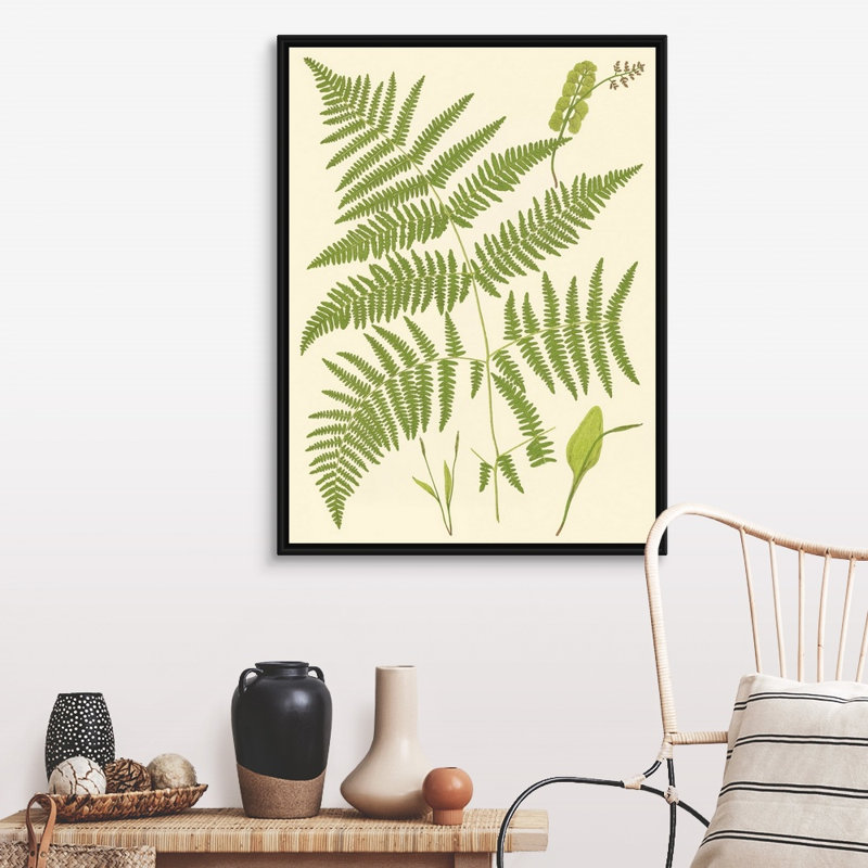Art sur toile, "Ferns with Platemark I", H 40 po x l 30 po x P 2 po, Toile avec cadre noir
