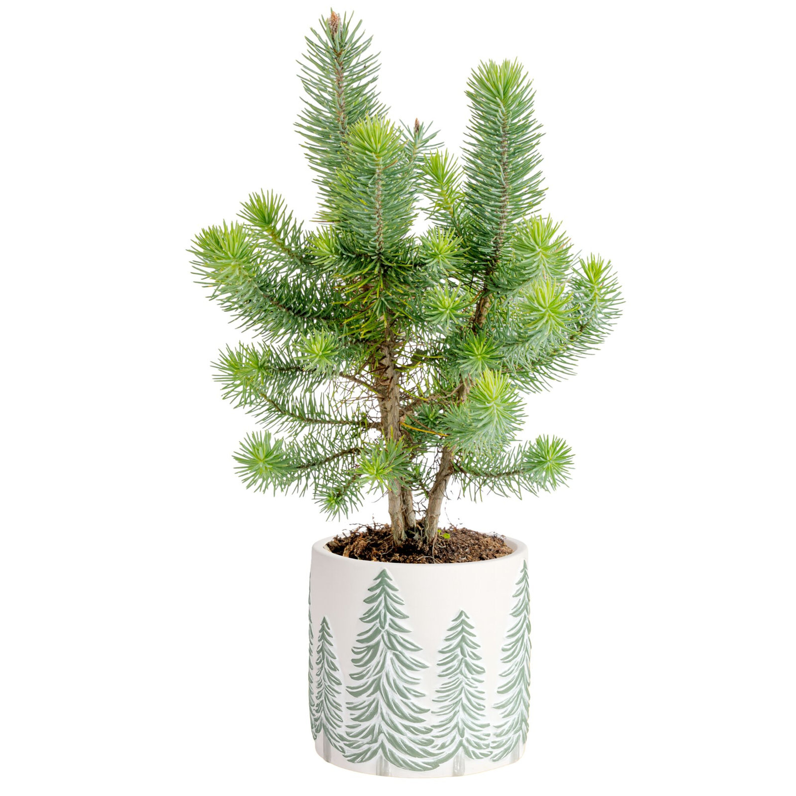 Costa Farms Indoor Norfolk Island Pine House Plant in 4-inch Holiday Décor Pot