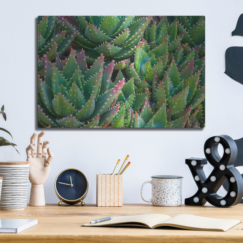 «Succulents II» par Dennis Frates, H 12 po x l 16 po