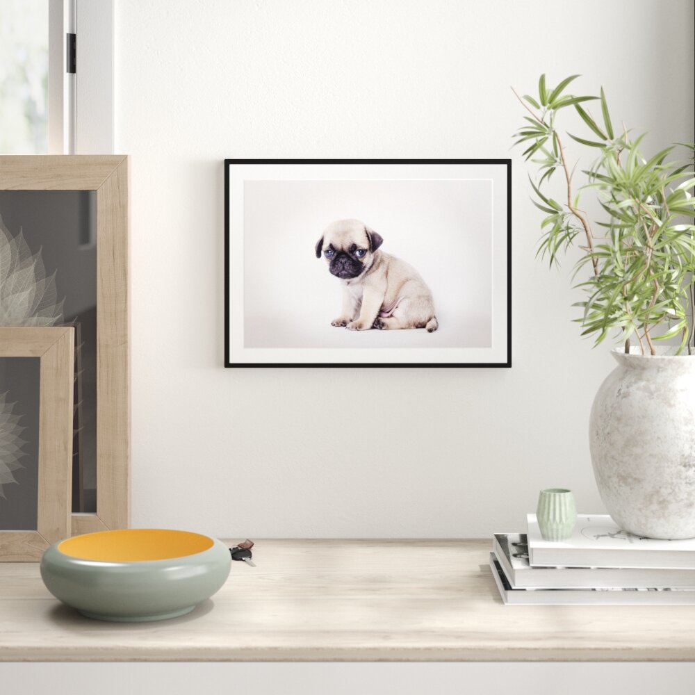 Gerahmtes Poster Kleiner Hundewelpe Mops