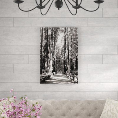 " Black And White Redwood Forest "