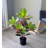 Real touch Artificial Croton Tree in Pot-519745764