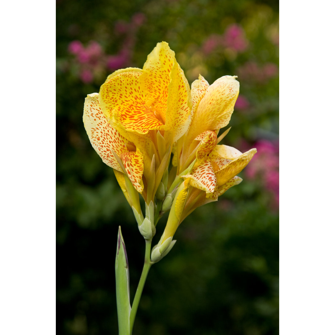 Canna Lily - Wrapped Canvas Kunstdrucke