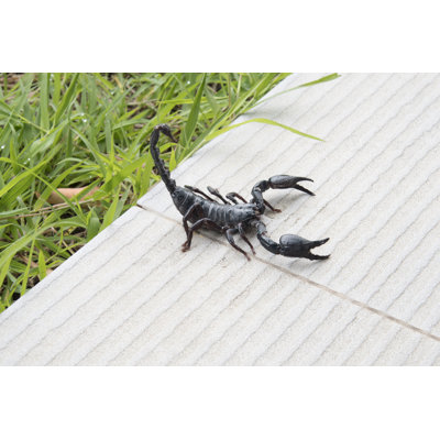 Scorpion On Nature Background In Courtyard - Wrapped Canvas Print