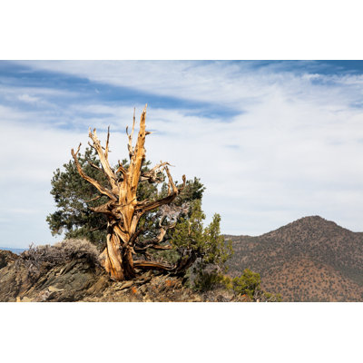 Laux Bristlecone Pine - Wrapped Canvas Print