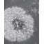 «Blowing Dandelion», reproduction encadrée mate pour décoration intérieure-1320791953-1320791950