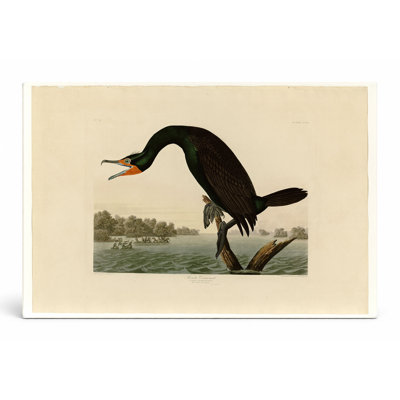 Florida Cormorant (planche 252) - art mural sur toile paysage