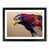 Black Frame