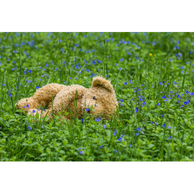 " Teddy Bear In Forest "