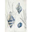Toile tendue avec châssis Rosecliff Heights Wilson, Aimee, titrée Antique Shells II-2043763040
