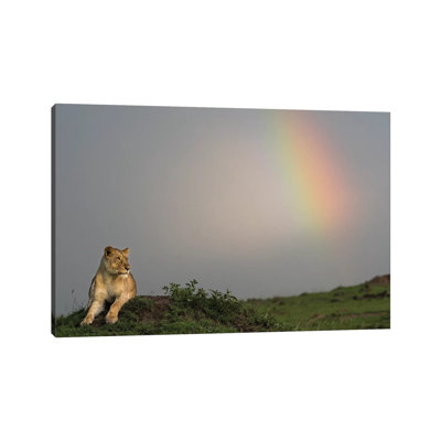 Africa, Kenya, Maasai Mara National Reserve. Female Lion And Rainbow. by Jaynes Gallery - Wrapped Canvas Painting