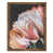 Noyer