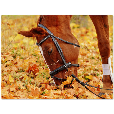 Photo de cheval 6 x 6