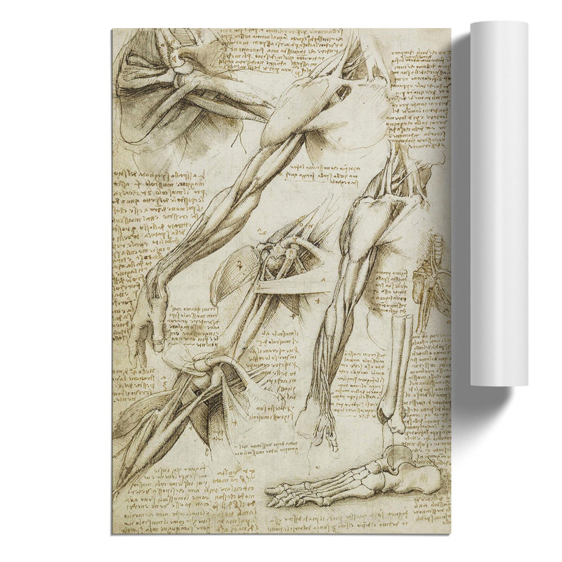 Human Anatomy Vol.1 by Leonardo Da Vinci - No Frame Print, 30cm H x 21cm W x 0.1cm D