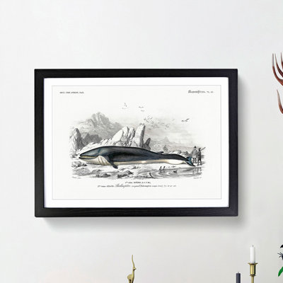 Hunted Whale by Charles dOrbigny - Framed Print