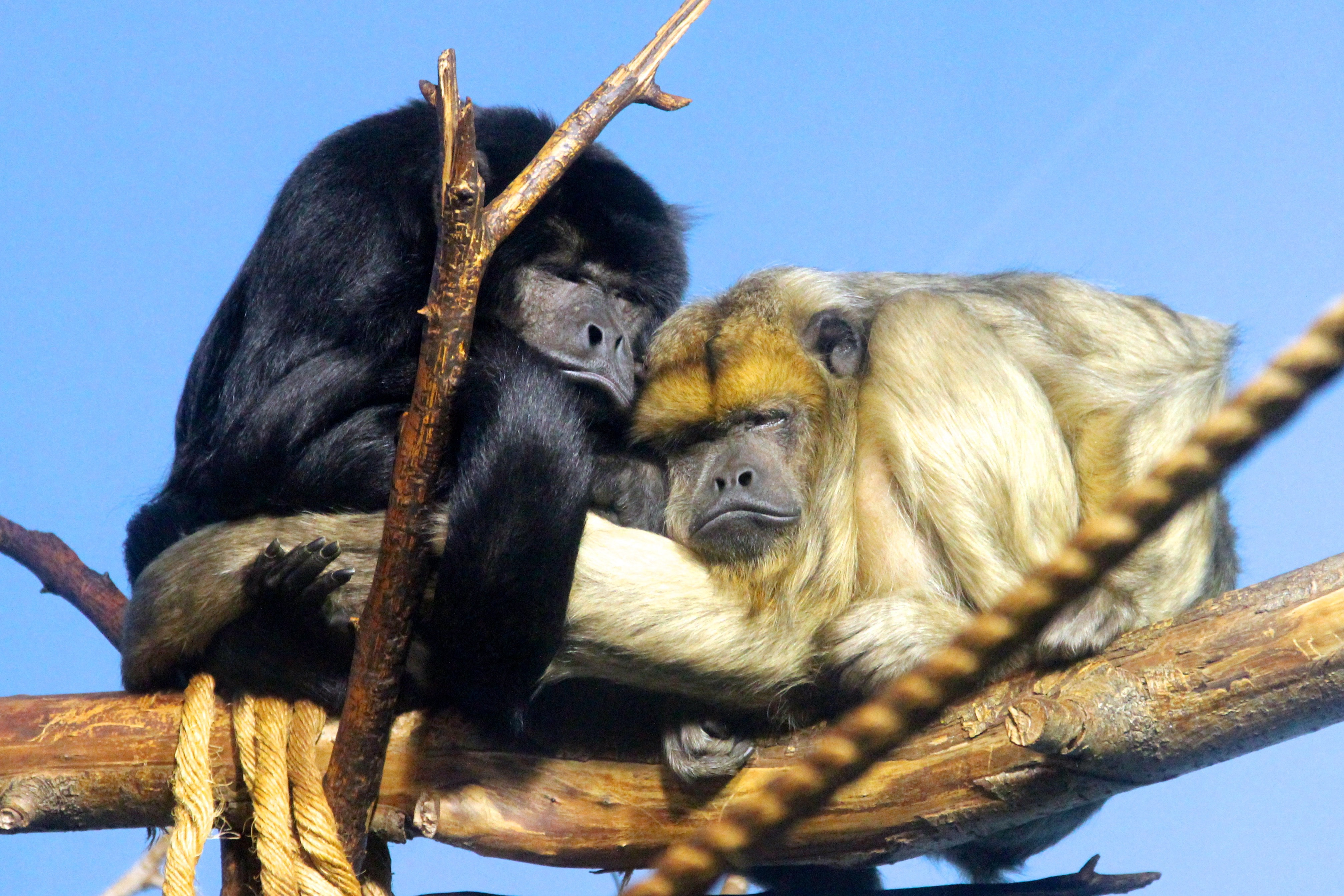 Hokku Designs A Howl - Wayfair Canada