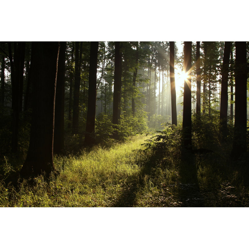 Dark Forest - Wrapped Canvas Print, 20cm H x 30cm W x 3.8cm D