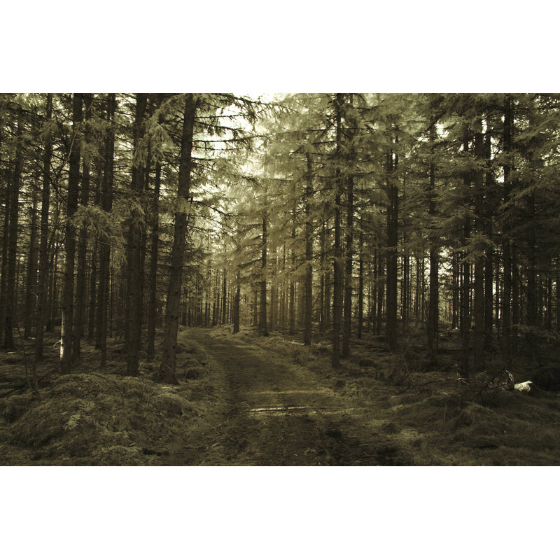 Pinetree Forest - Photographie sur toile tendue, L 36 po x H 24 po