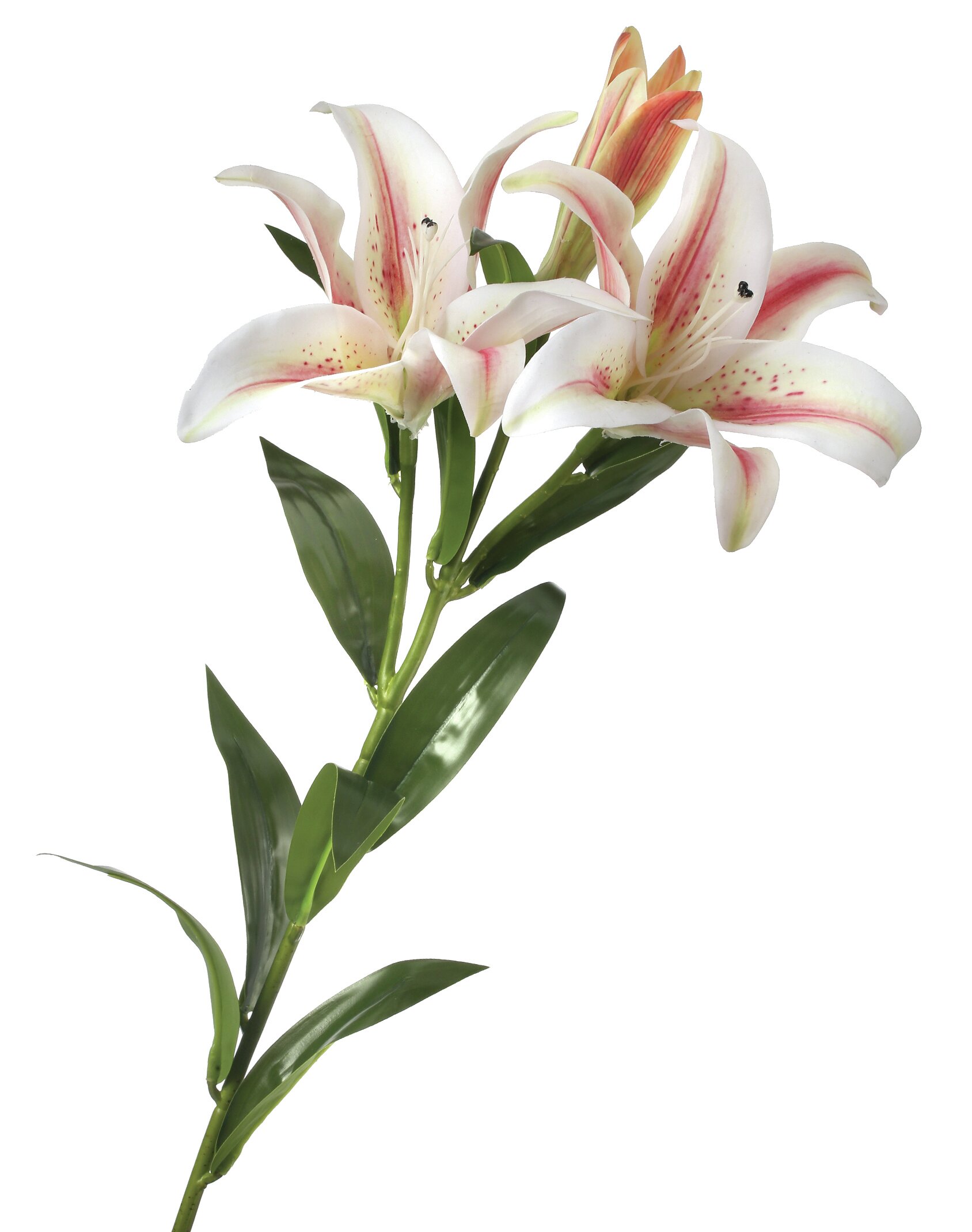 Lily Pink, Stem