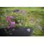Jodelle Fibreglass Planter-14486183