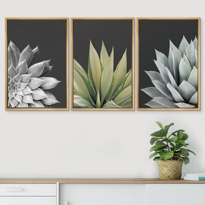 Succulent " Trio Of Echevaria Succulents Floral Plants " 3 - Pieces