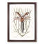 Sea Hermit Crab by Mark Catesby - Picture Frame Painting Print-55764420-55764417