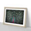 Mesmerising Pink & Green Peacock - Framed Print-55739995-55739996