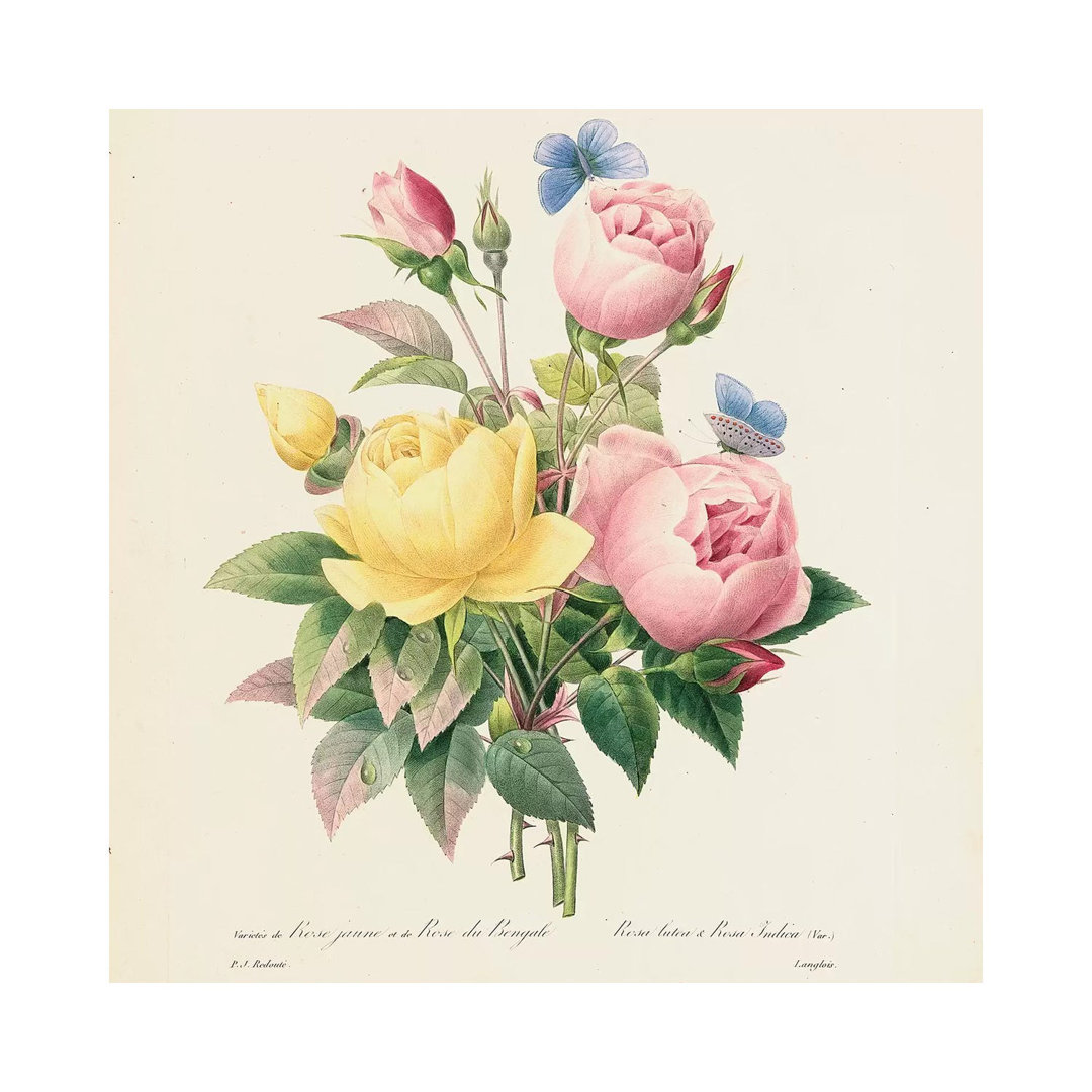 Variety Of Yellow Roses And Bengal Roses, 1827-33 by Pierre-Joseph Redouté - Wrapped Canvas Print