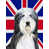 Bearded Collie (Gray & White)