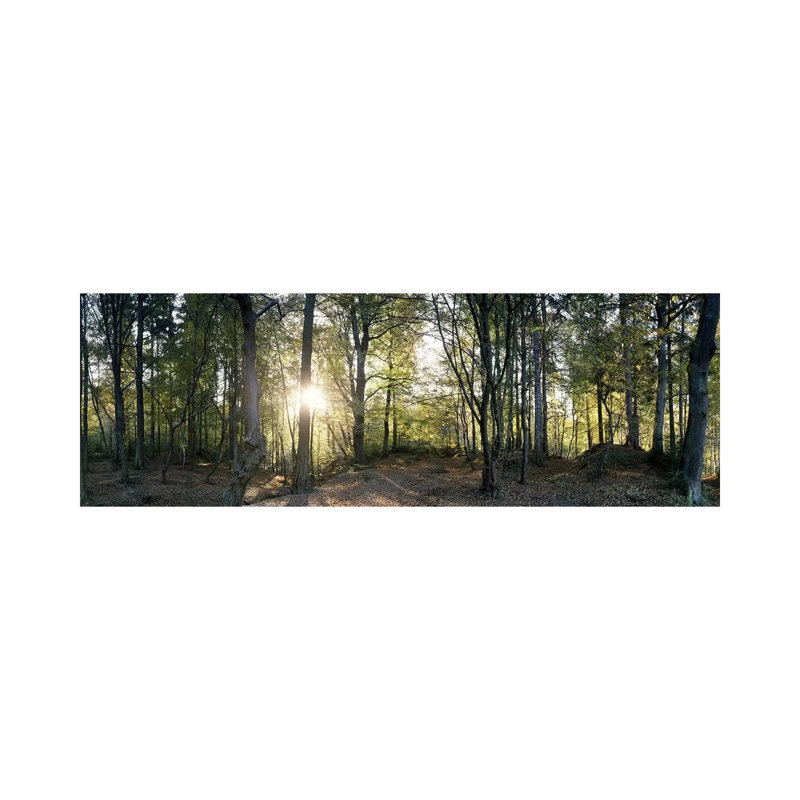 Trees in a forestBlack Forest, Freiburg im Breisgau, Baden-Wurttemberg, Germany 1 Piece Panoramic Wall Art on Canvas