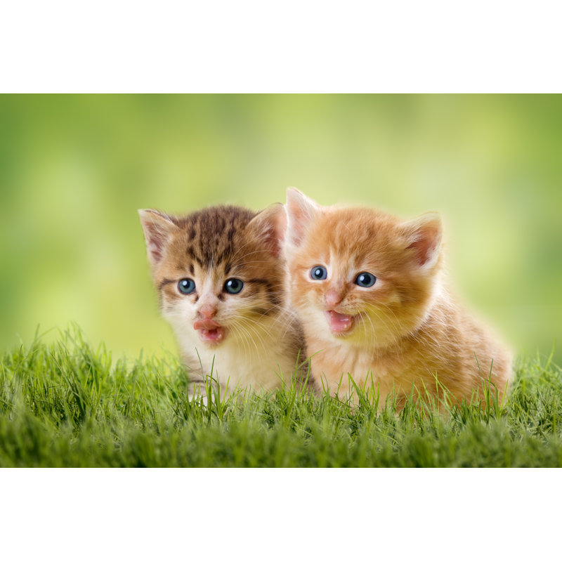 Megail " Two Kittens On Green Meadow " by Leoba, 24" H x 36" W x 1.25" D