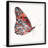" Tiger Butterfly " by Parvez Taj-180246298