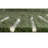 Gwin Cotton Indoor Rug-445144196