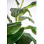59.1'' Faux Fiddle-Leaf Fig Tree Tree in Cement Pot