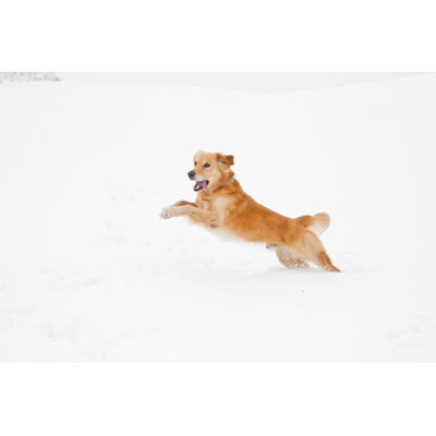 Dog Jump in Snow by Cunfek