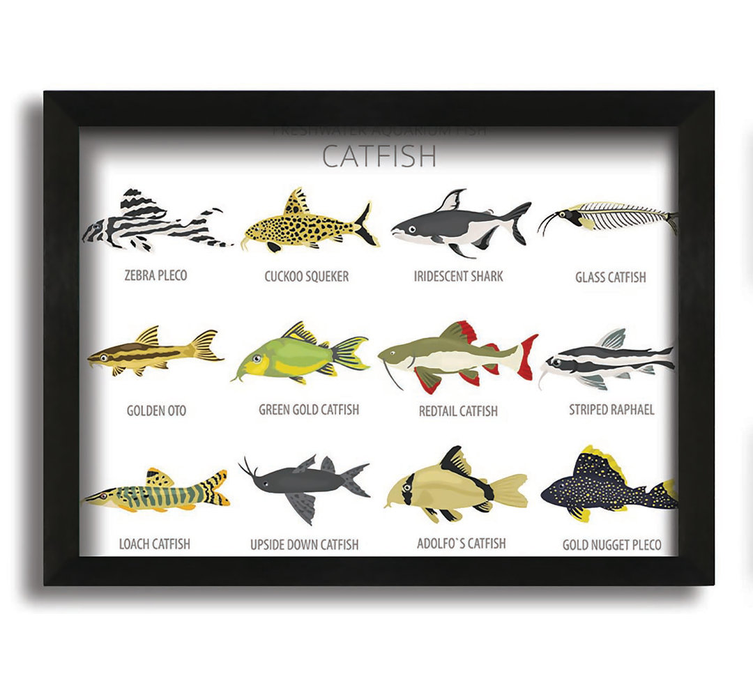 Leinwandbild Catfish Chart