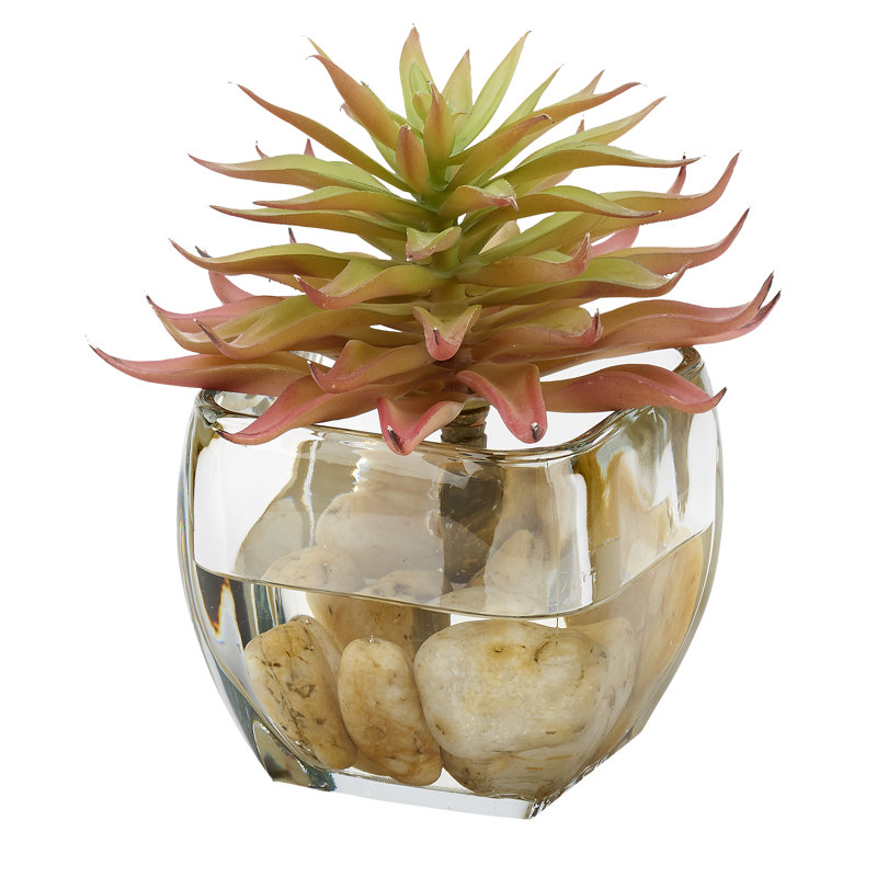 Tige de plante grasse simple dans un cube de verre, Rose/vert