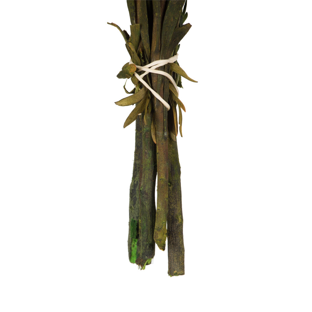 Plumosum Stems, Autumn