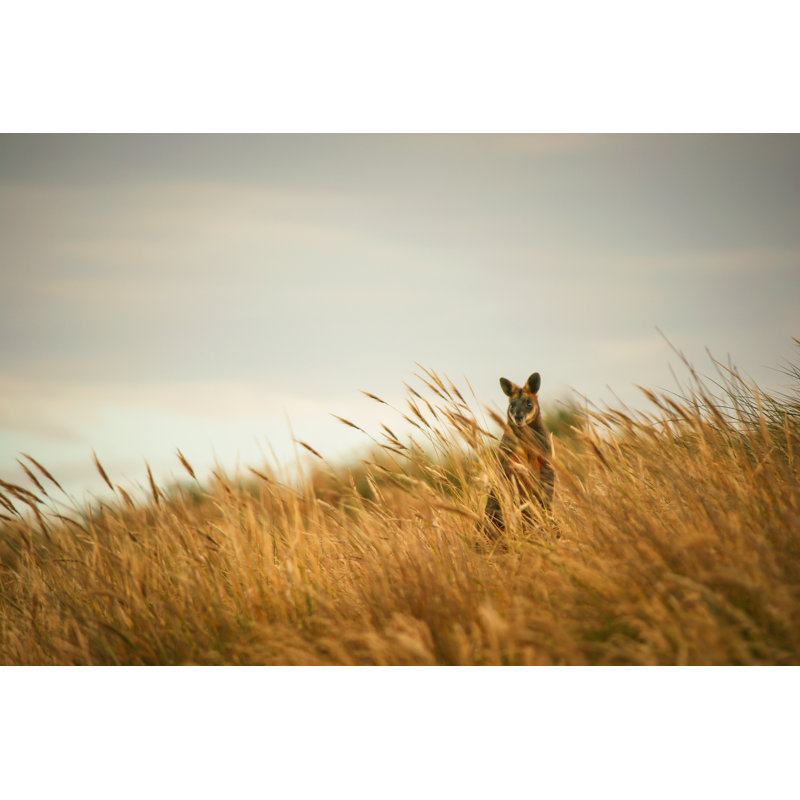 Australian Wallaby by Climbing_Ursus - Wrapped Canvas Print, 20cm H x 30cm W
