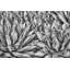 Agaves Print by Harold Davis-26939588-26939595