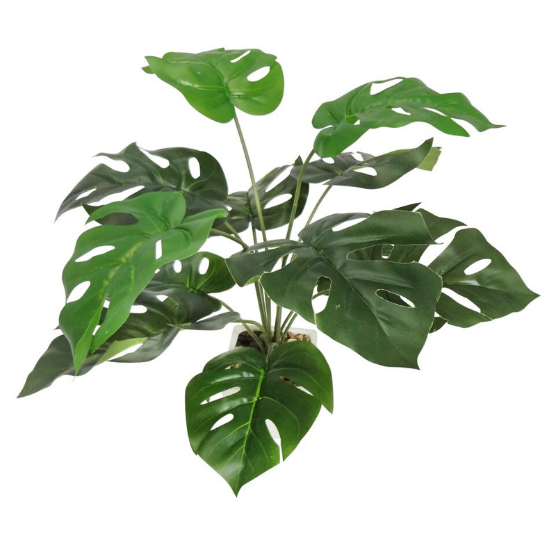 Plantes 19 po avec pot blanc Monstera