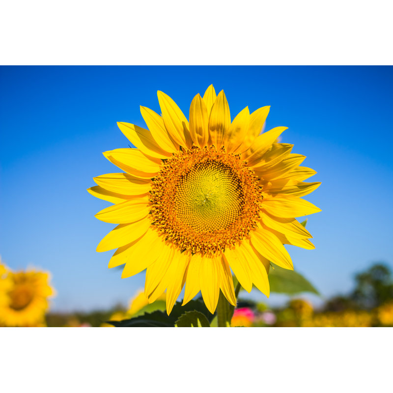 Sunflower In Garden by Releon8211 - Wrapped Canvas Print, 81cm H x 122cm W