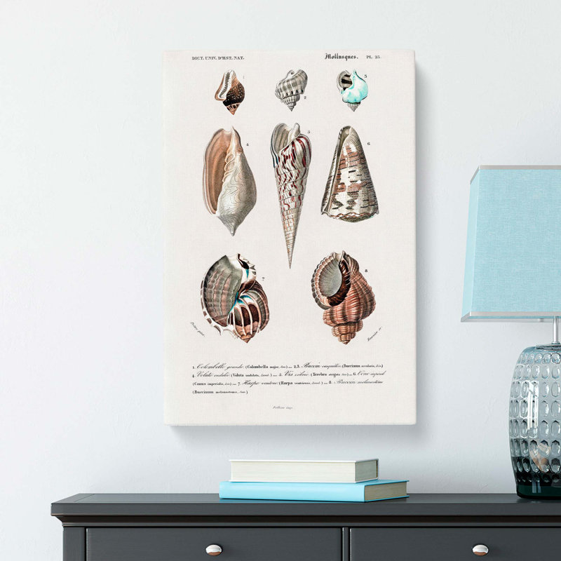 Mollusc Shell Illustrations PL. 25 by Charles D Orbigny - Wrapped Canvas, 76cm H x 50cm W x 3cm D