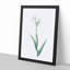 Tall-Bearded Iris by Pierre-Joseph Redoute - Picture Frame Art Print-55640398-55640401