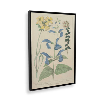Salvia Florals II  Canvas Art Print