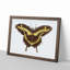 A Papilio Butterfly by George Shaw - Framed Print-55453452-55453454